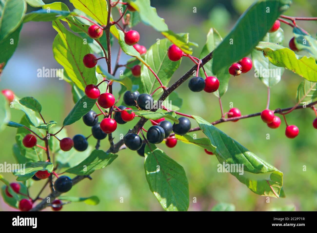 Branches of Frangula alnus with black and red berries. Fruits of Frangula alnus Stock Photo