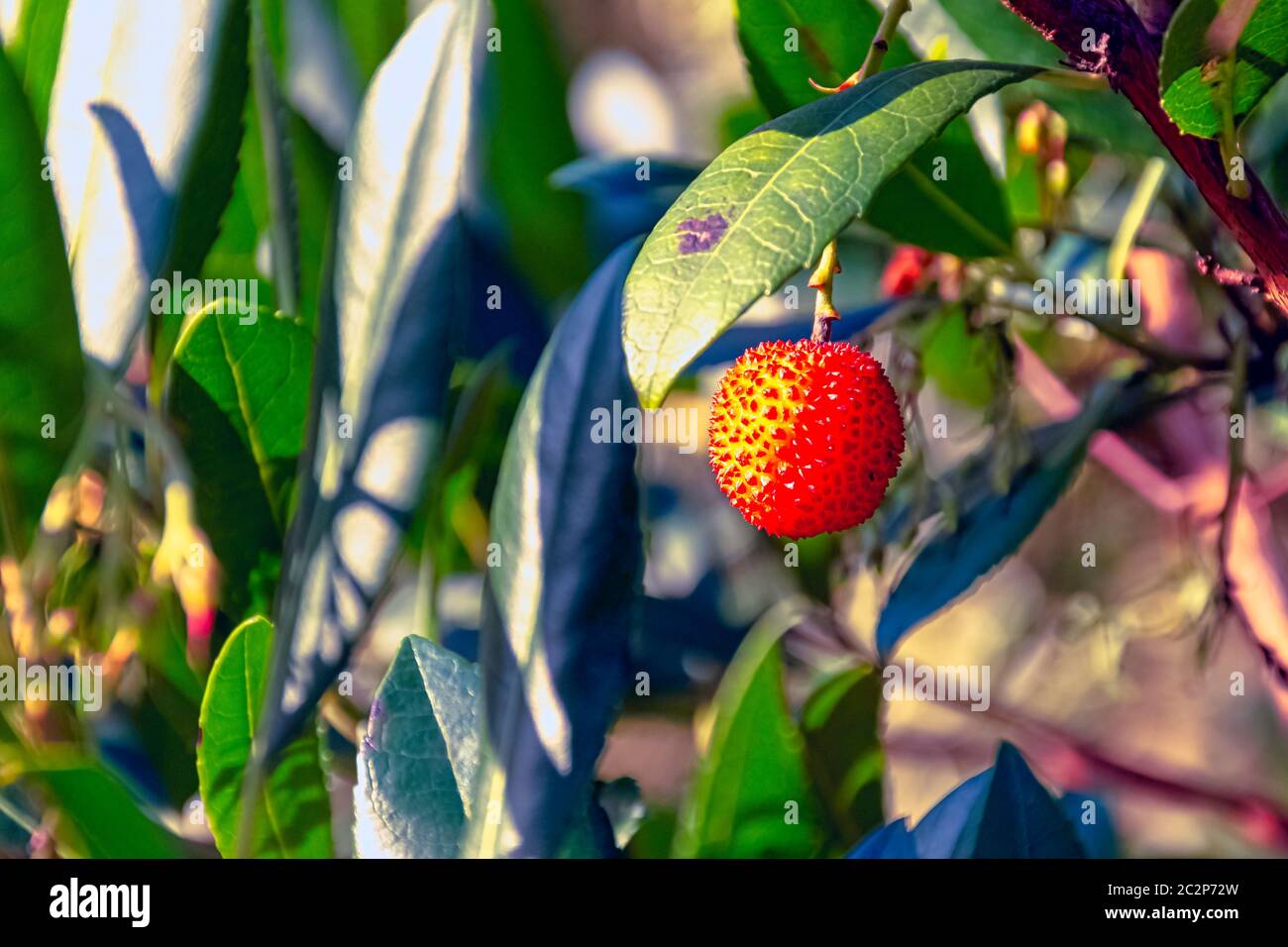 Arbutus unedo is an evergreen shrub or small tree in the family Ericaceae known as cain, cane apple, caithne, Irish or Killarney strawberry tree Stock Photo