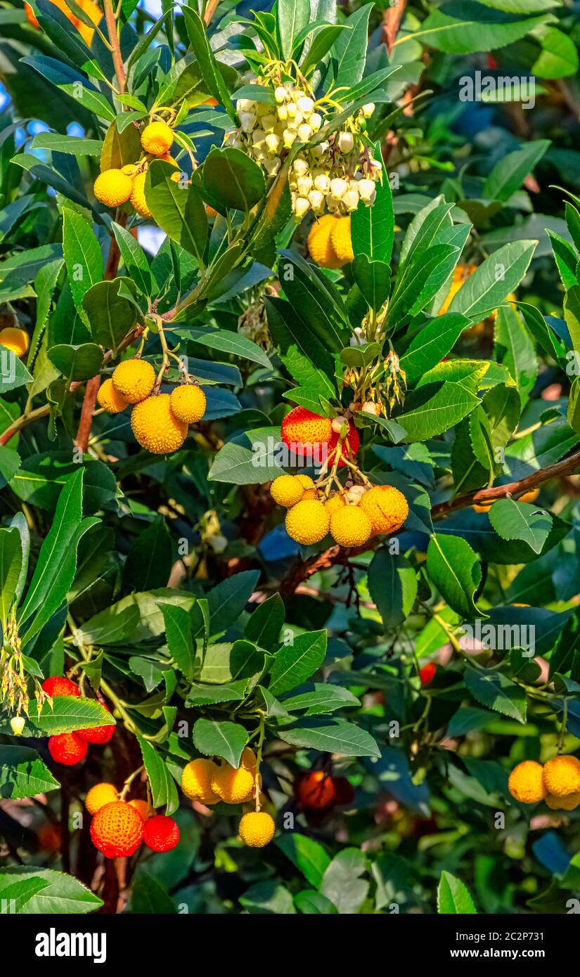 Arbutus unedo is an evergreen shrub or small tree in the family