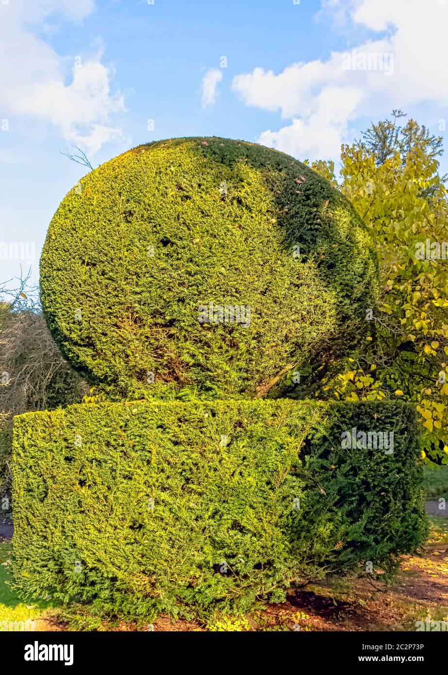 Topiary garden with shrub trimmed into shape Stock Photo