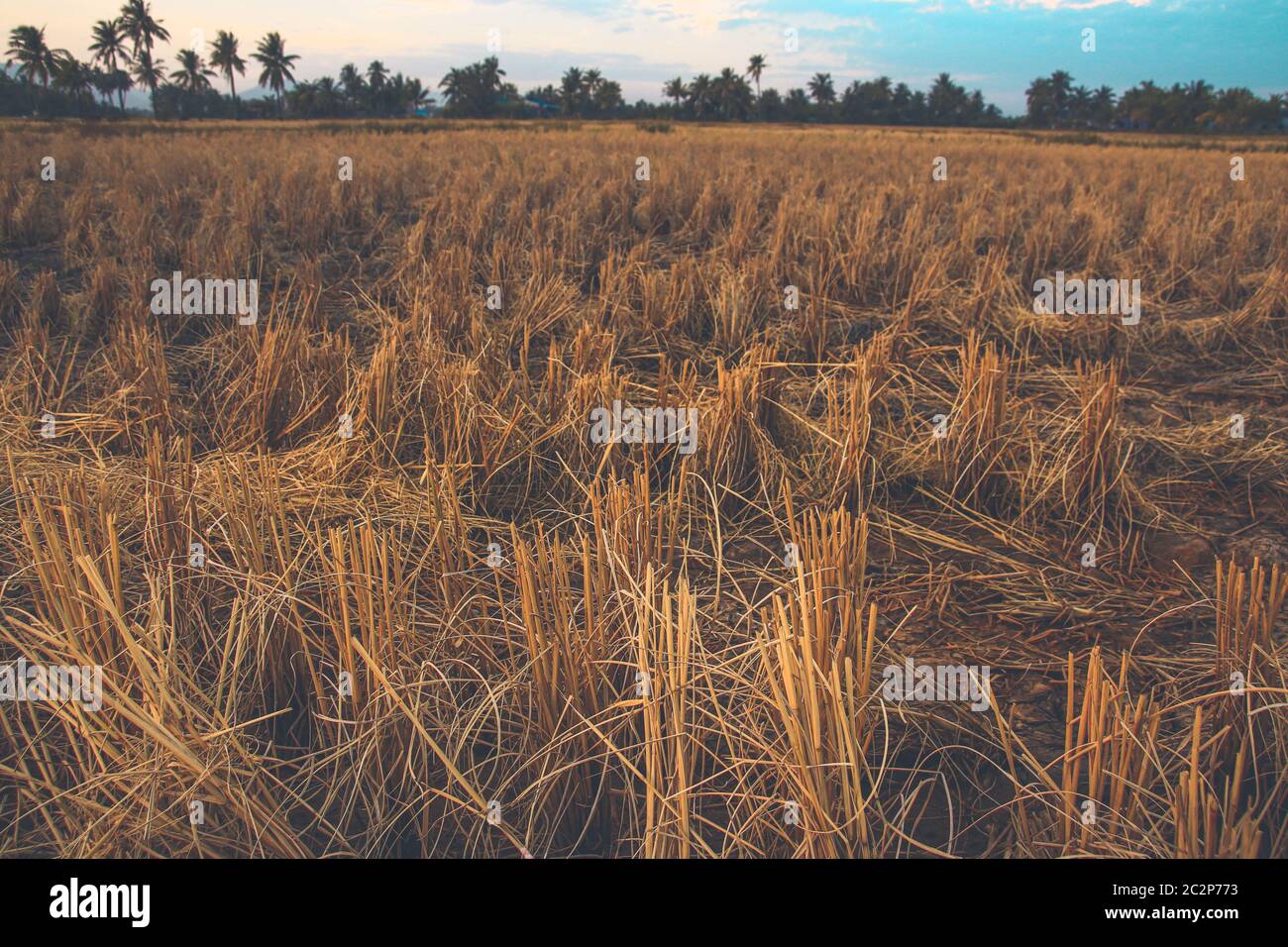 Rice fields devastated by prolonge drought due to climate change and global warming Stock Photo