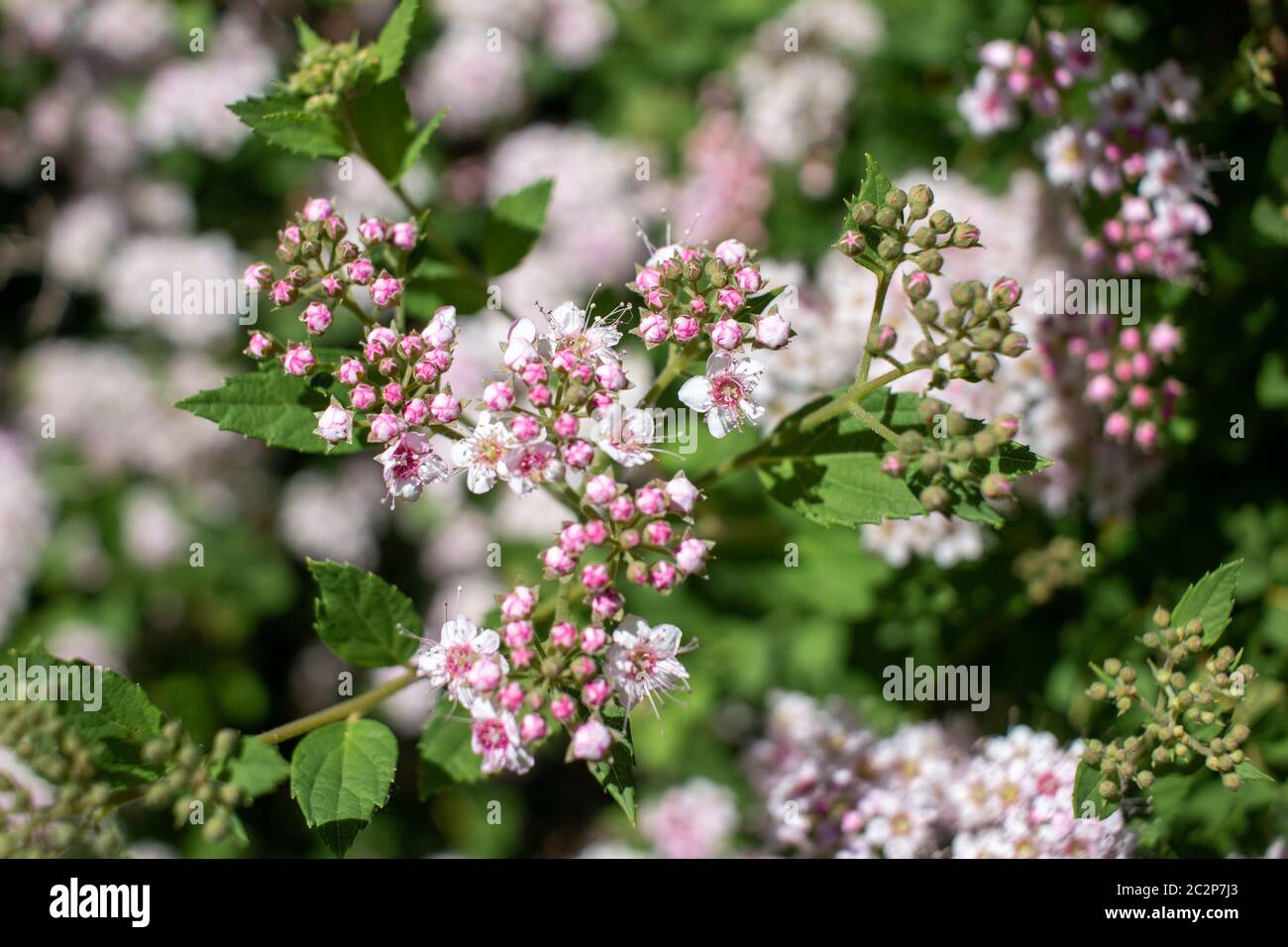 Close up view of beautiful pink buds and blossoms on a compact spirea (spiraea) bush in summer Stock Photo
