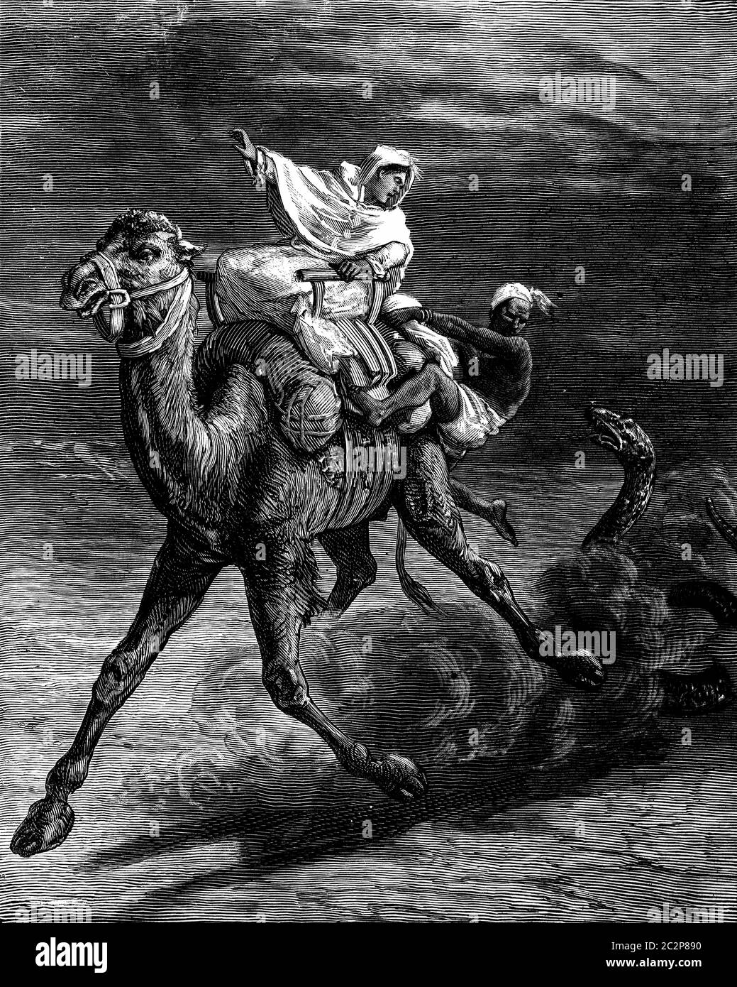 Female odyssey. The huge snake haste to race in pursuit of camel, vintage engraved illustration. Journal des Voyages, Travel Journal, (1880-81). Stock Photo