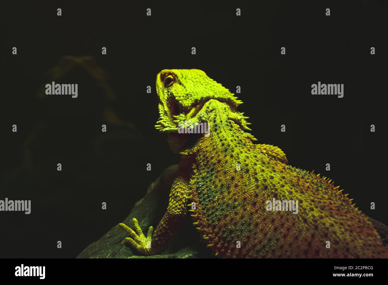 Panther chameleon (Furcifer pardalis) on a pet shop display in Chatuchak Market in Bangkok, Thailand Stock Photo