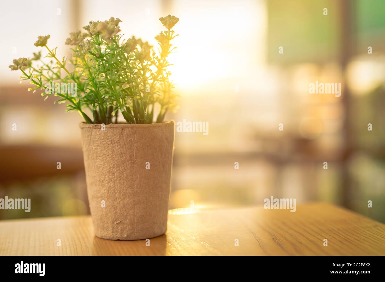 Fake white flowers with green leaves in recycled paper pot on brown wooden table in coffee cafe in the morning with sunshine. Plastic flower in pot. Stock Photo