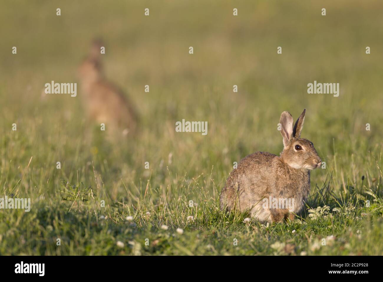 European Rabbits on a meadow Stock Photo
