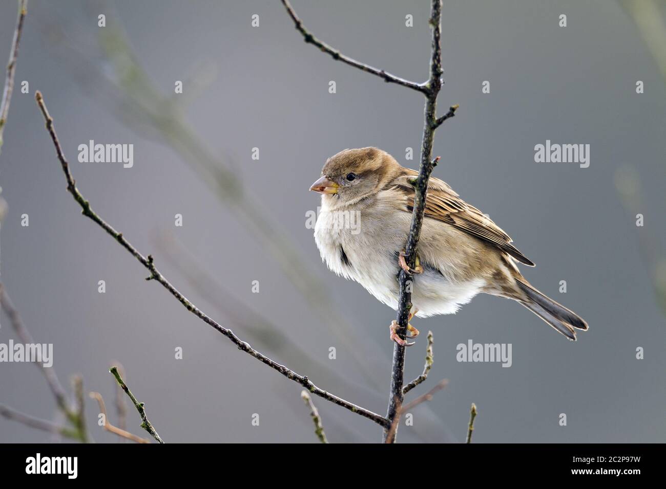 House Sparrow female on a branch Stock Photo