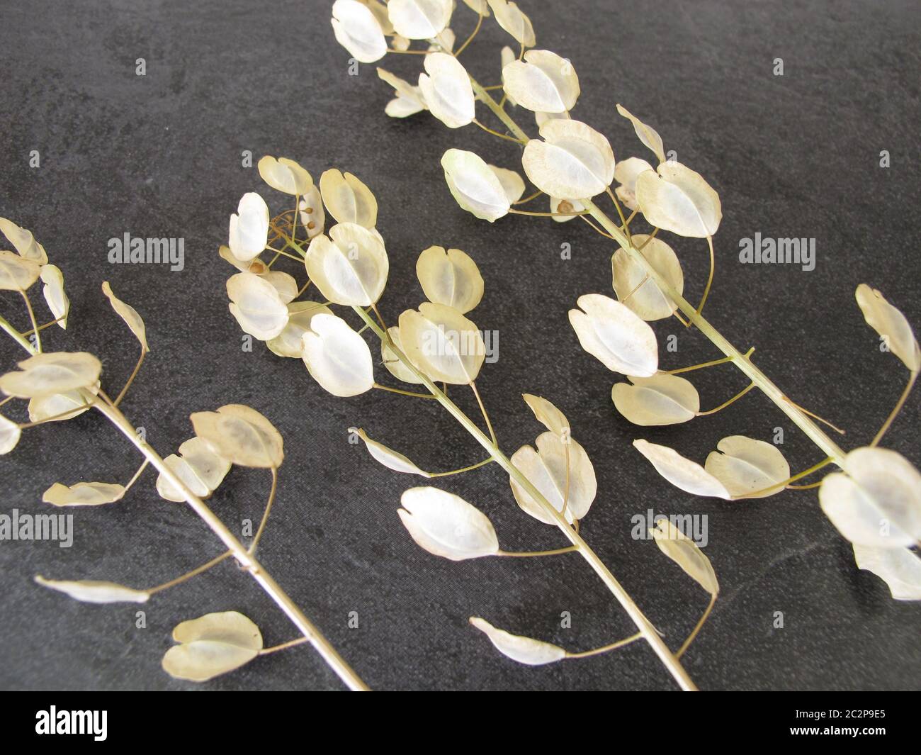 Stemps from field pennycress with edible seeds Stock Photo