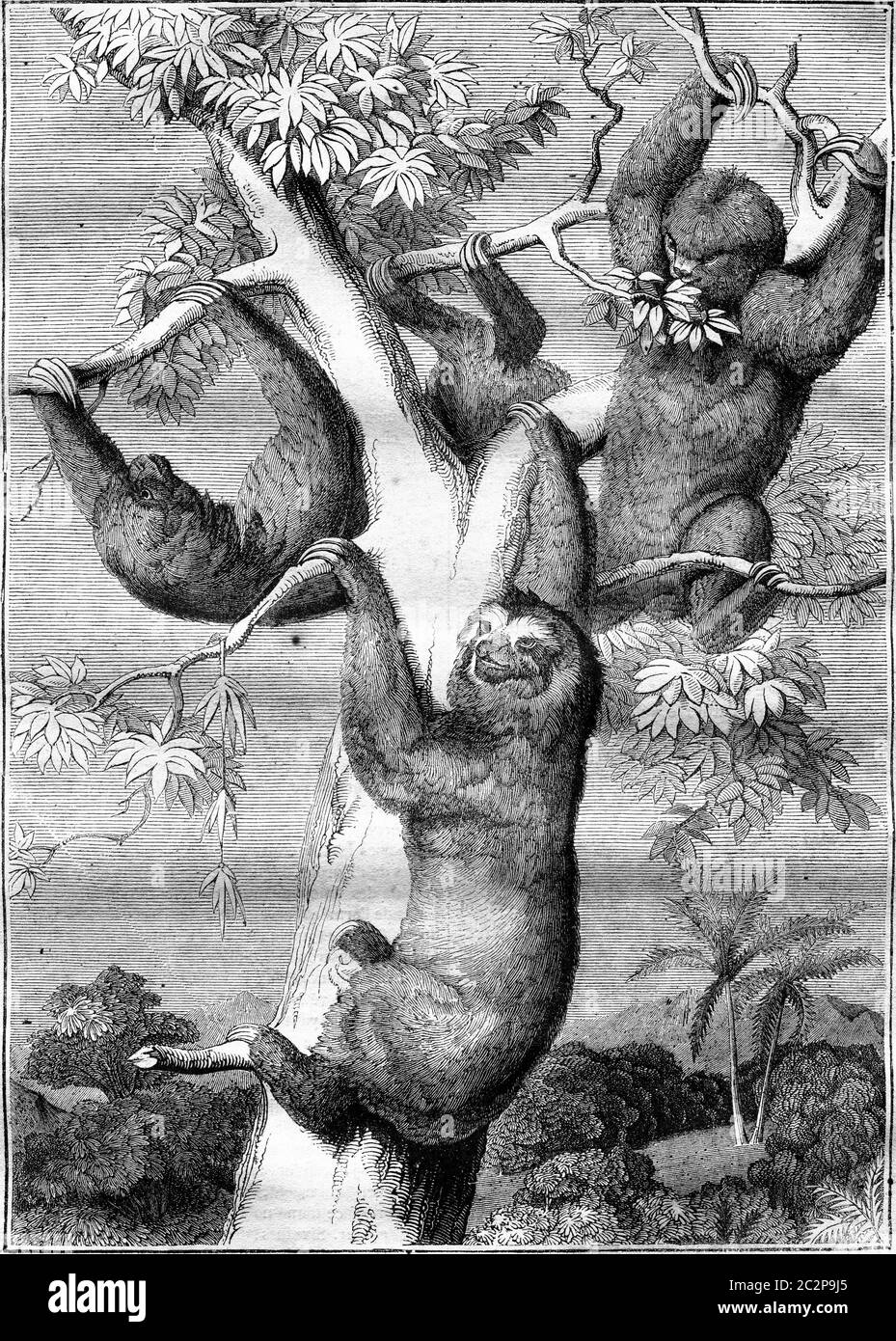 The sloths, vintage engraved illustration. Magasin Pittoresque 1836. Stock Photo