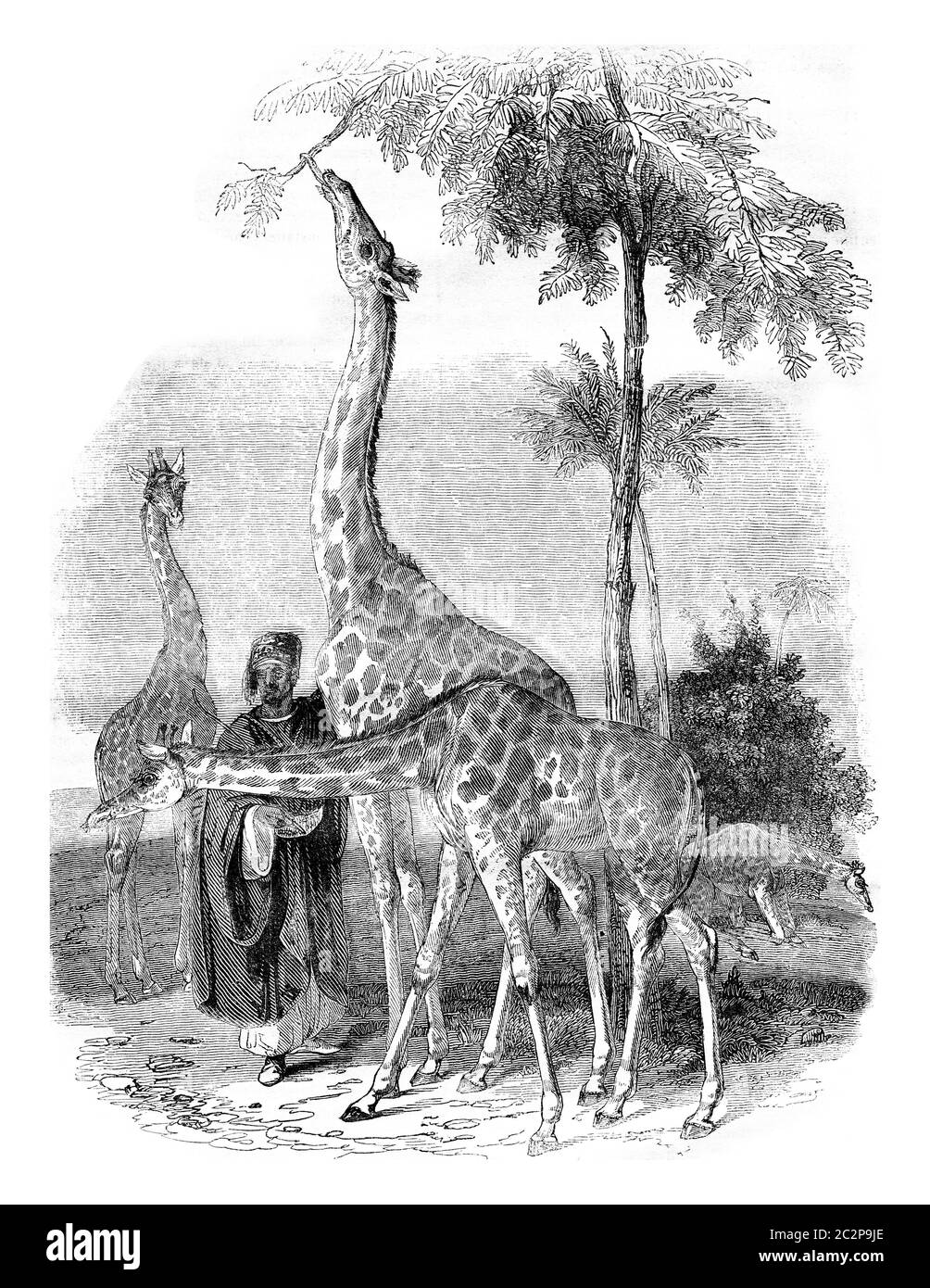 Giraffes arrived in London in 1836, vintage engraved illustration. Magasin Pittoresque 1836. Stock Photo