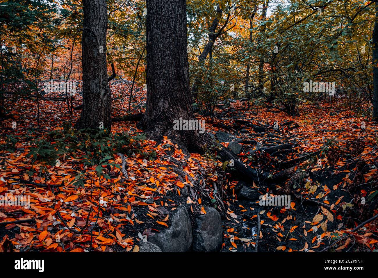 Fall foliage color of Central Park in Manhattan Stock Photo - Alamy