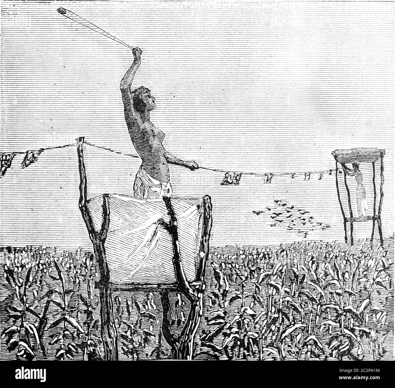 Woman protecting the crops in a field from birds using a slingshot. From Travel Diaries, vintage engraving, 1884-85. Stock Photo