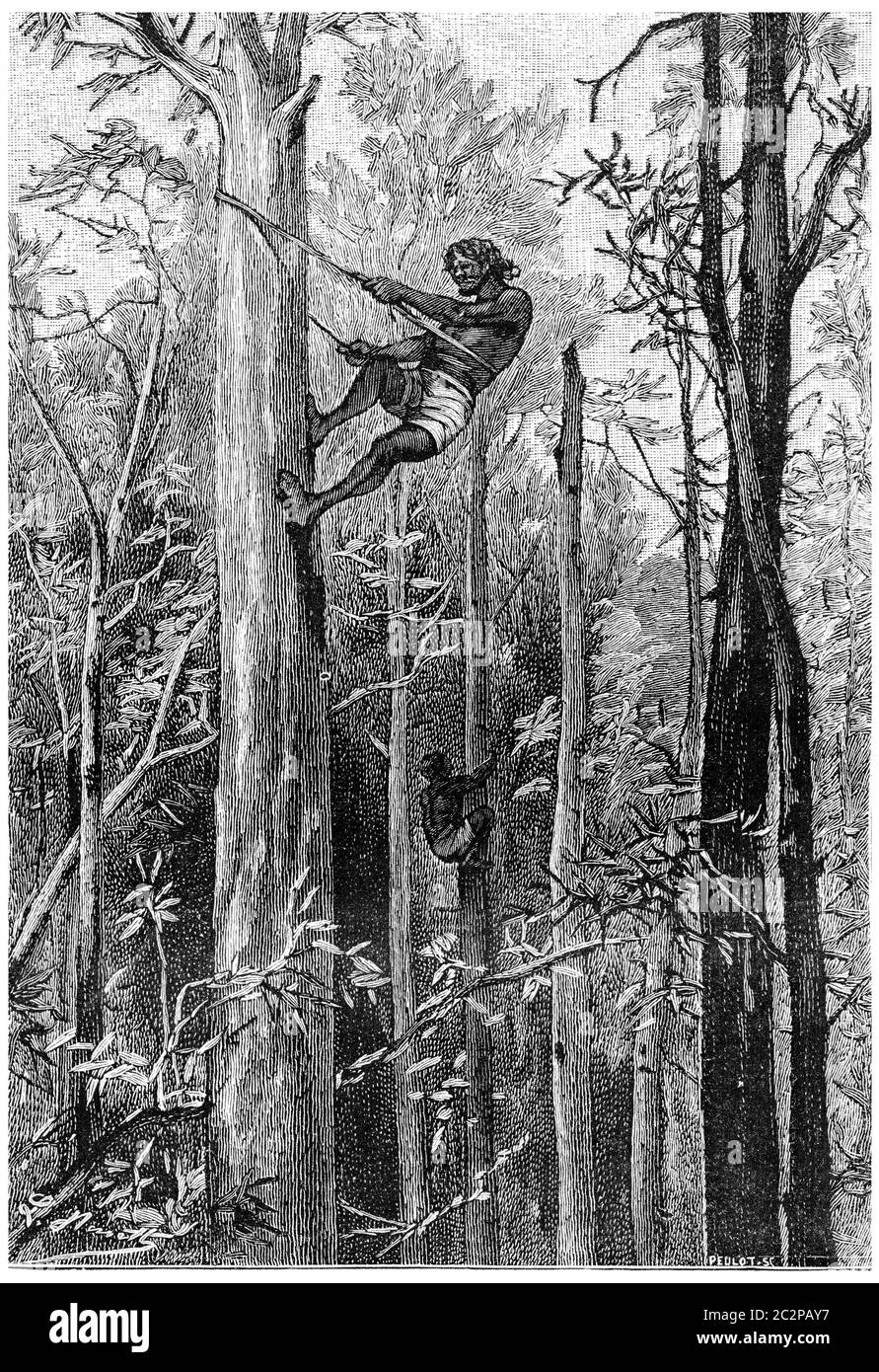 No gum trees so tall, they can not reach the top, vintage engraved illustration. Jules Verne Mistress Branican, 1891. Stock Photo