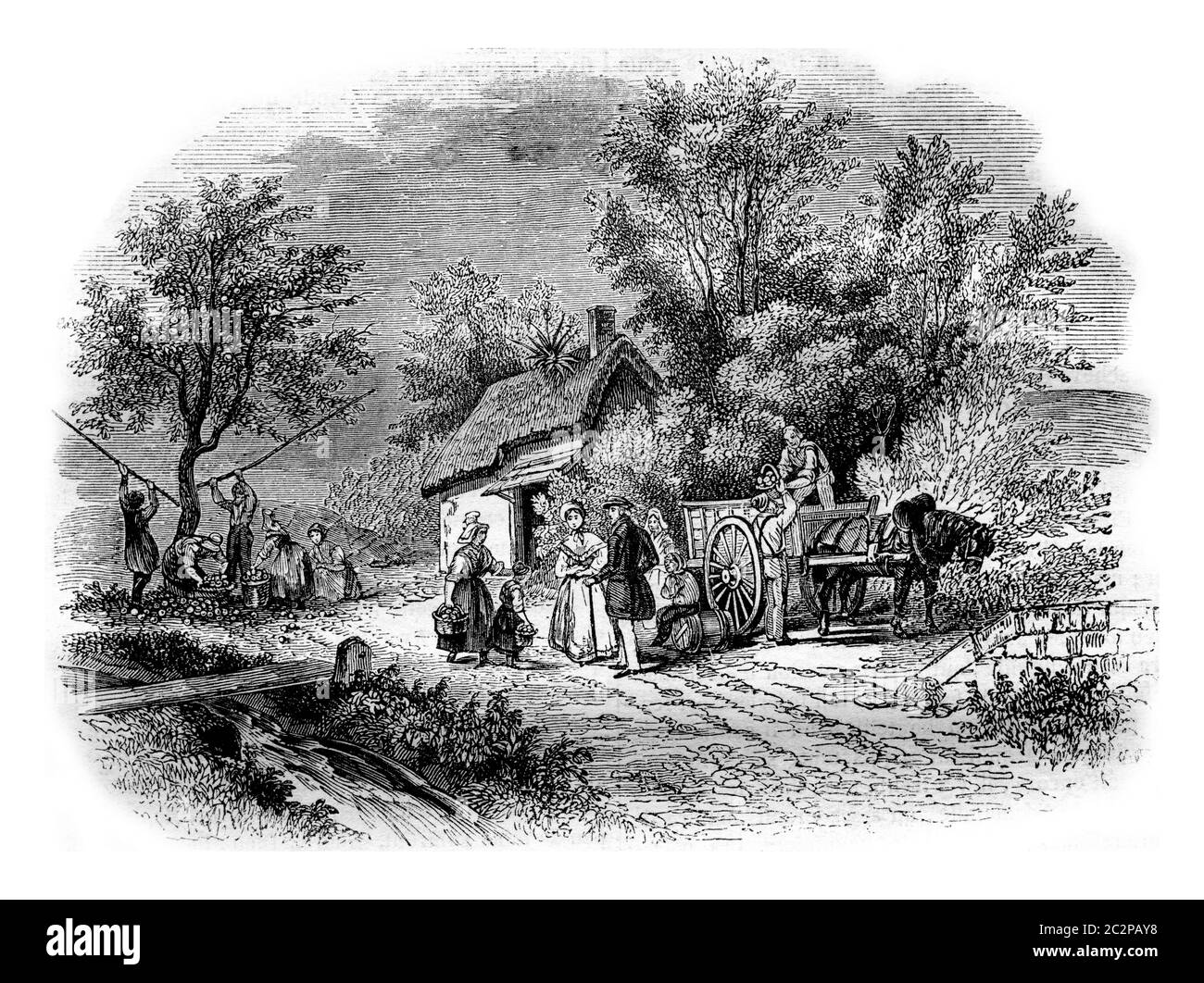 The Harvest of apples in Normandy, vintage engraved illustration. Magasin Pittoresque 1843. Stock Photo