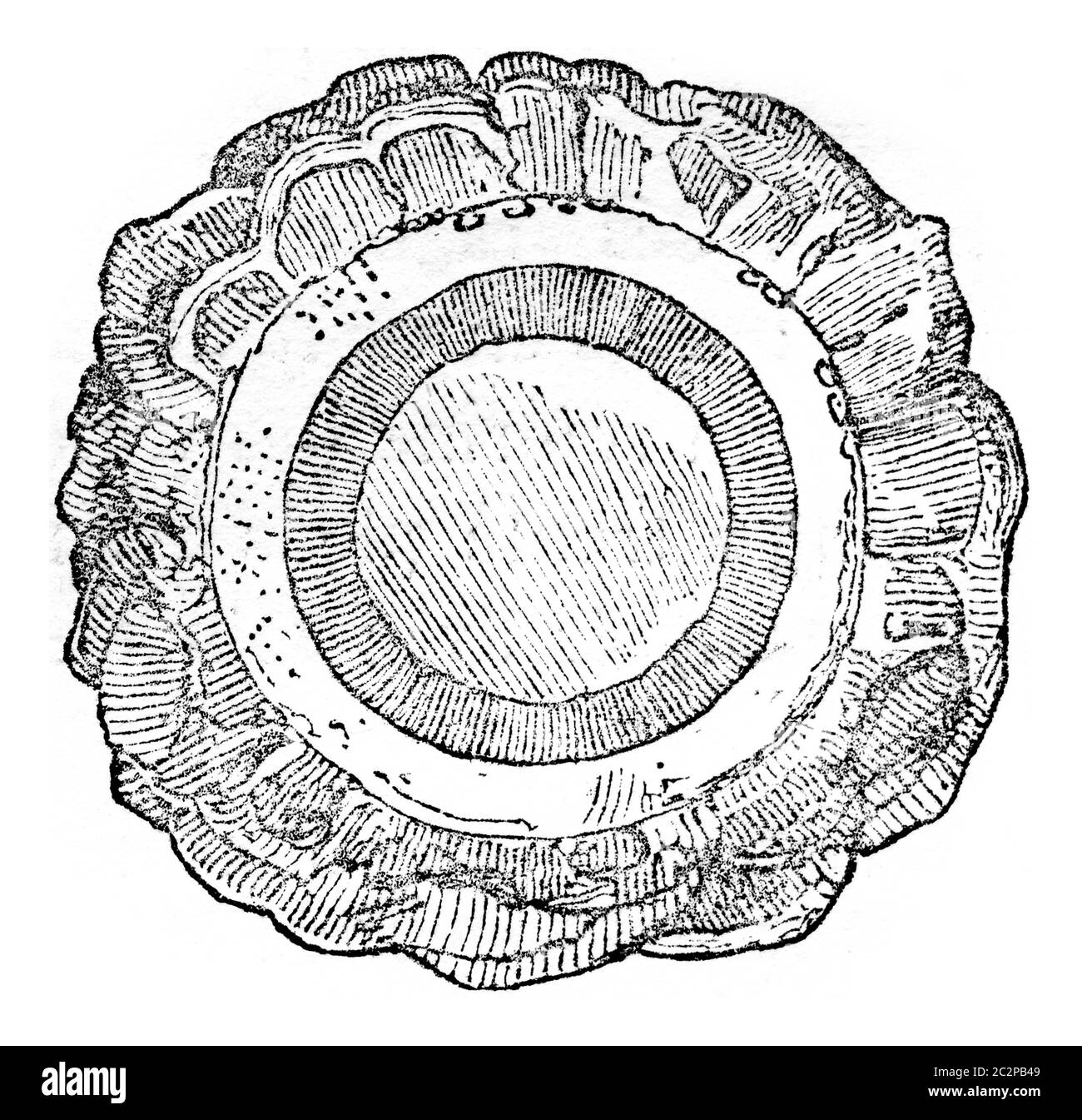 Cross section of a recent trunk Zamia, vintage engraved illustration. Magasin Pittoresque 1844. Stock Photo