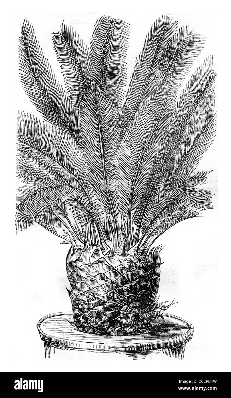 Cycas species Black and White Stock Photos & Images - Alamy