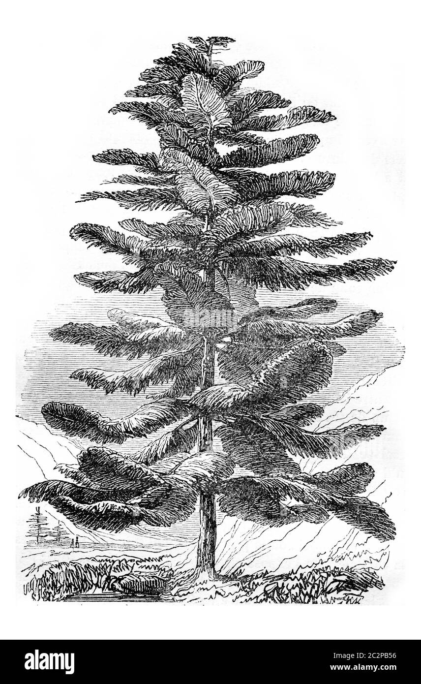 Araucaria excelsa or Pine Island Norfolk, vintage engraved illustration. Magasin Pittoresque 1844. Stock Photo