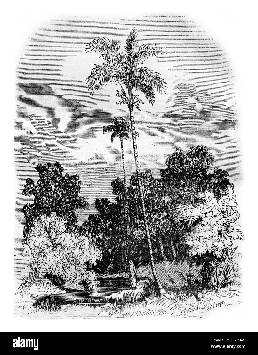 Areca palm, Areca catechu, vintage engraved illustration. Magasin Pittoresque 1836. Stock Photo