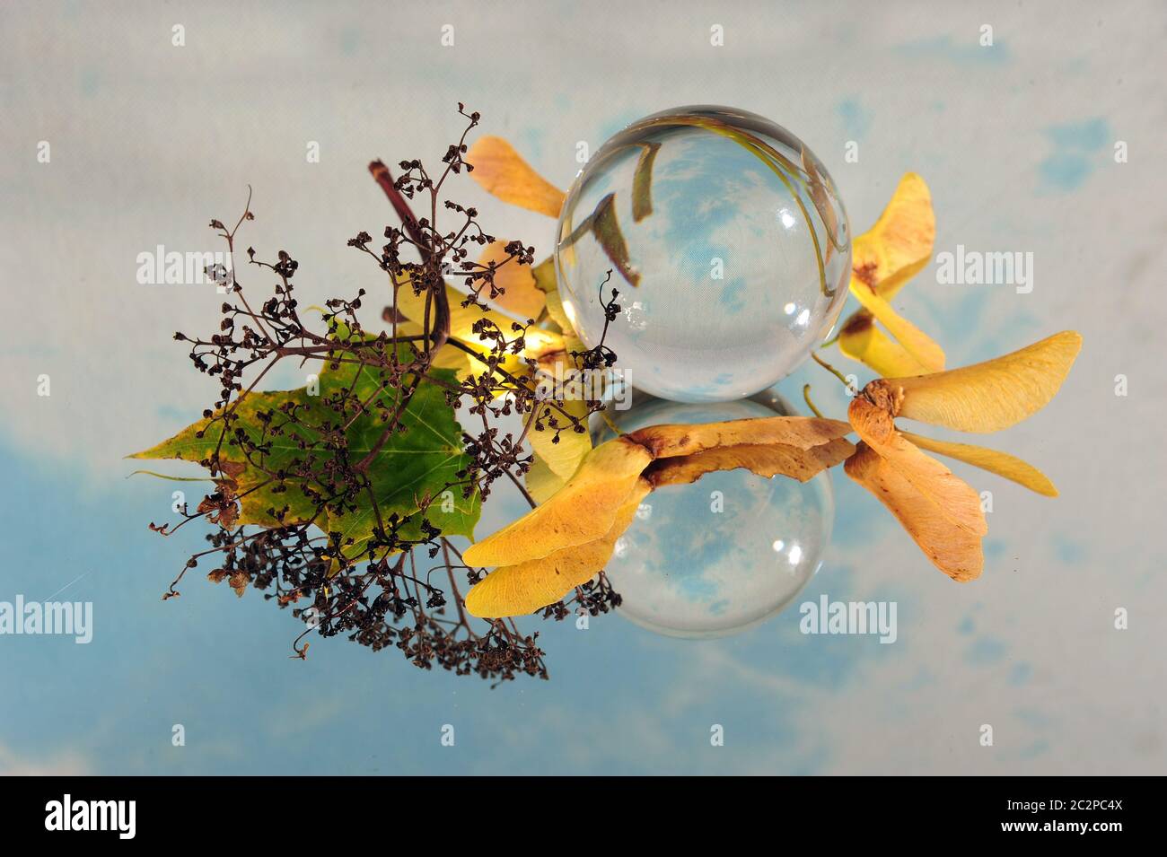 Lensball, leaves and faded flowers on mirror surface.  Faded flowers and autumn leaves reflections. Stock Photo