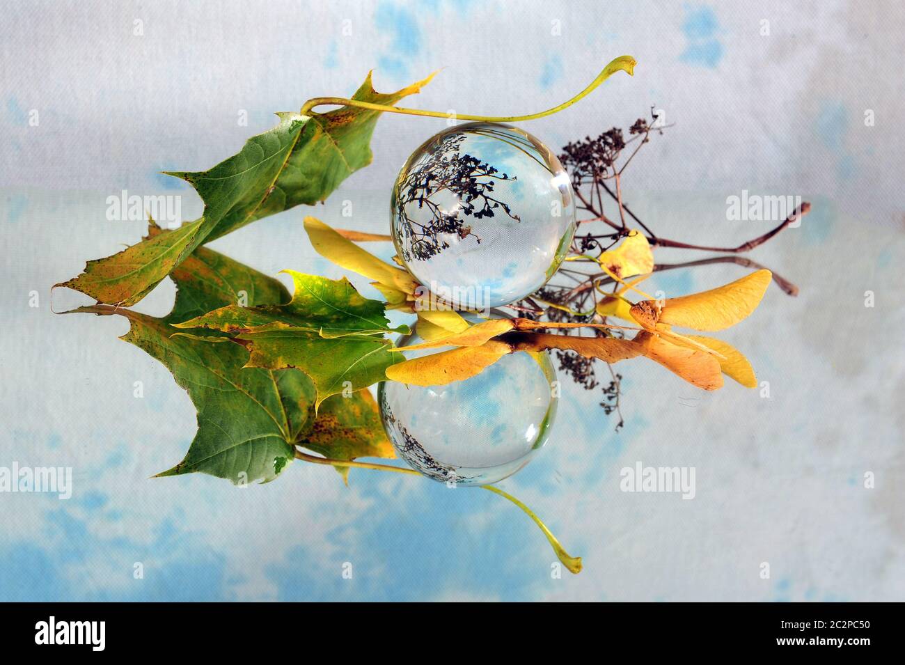 Lensbal, leavesl and faded flowers on mirror surface.  Faded flowers and autumn leaves reflections. Stock Photo
