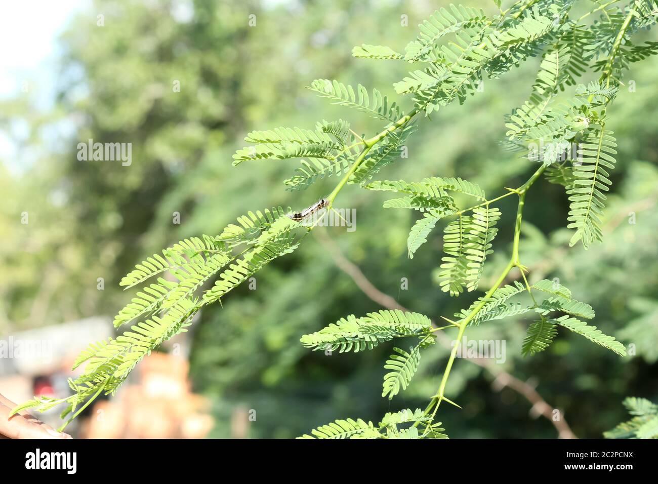Poisonous Caterpillar (Lepidoptera) An insect in butterflies and moths