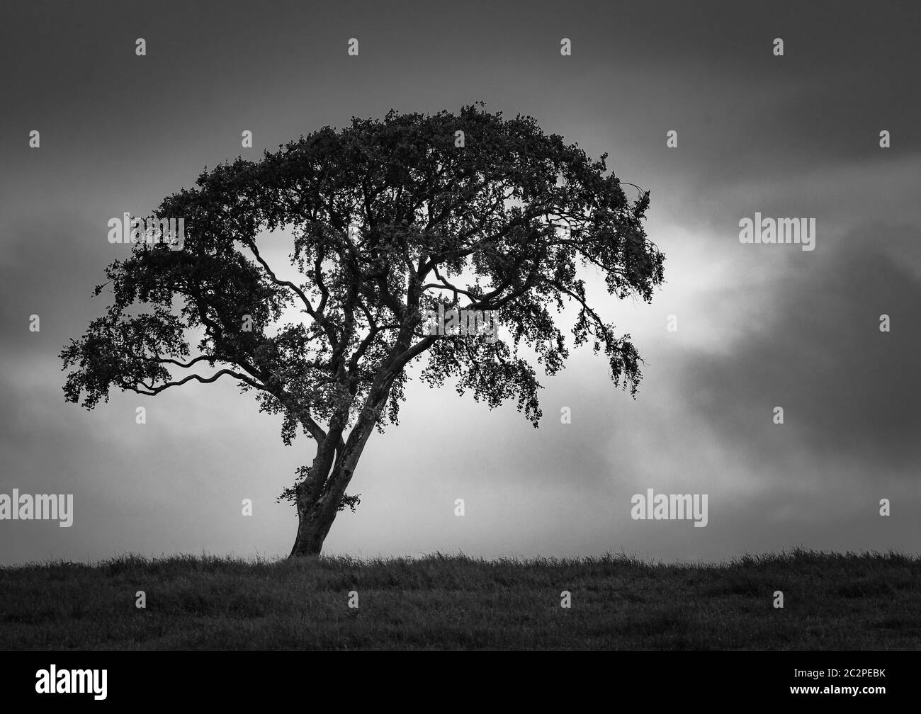 Solitary tree in a field Black and White Stock Photos & Images - Alamy