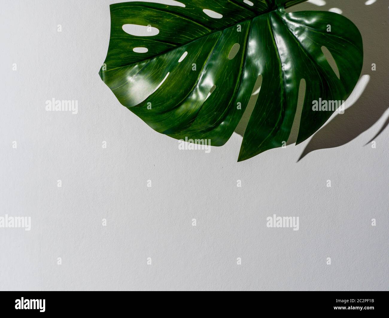 Monstera leaf on gray background Stock Photo