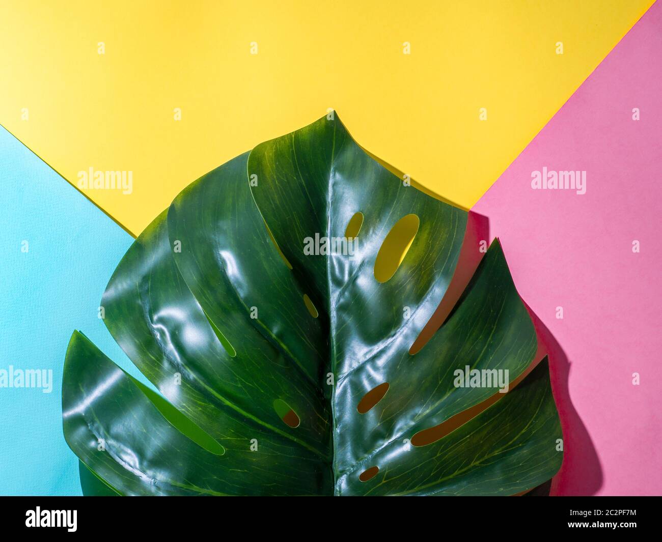 Monstera leaf on colorful background Stock Photo