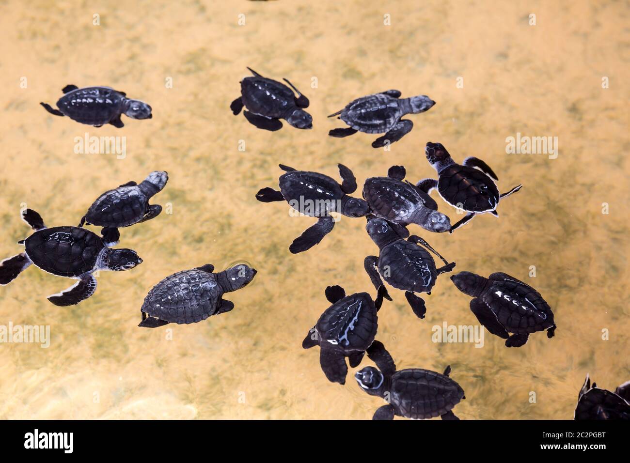 Newborn turtles in water, seaturtles Sri Lanka. Seaturtle baby, indian ocean Ceylon Stock Photo