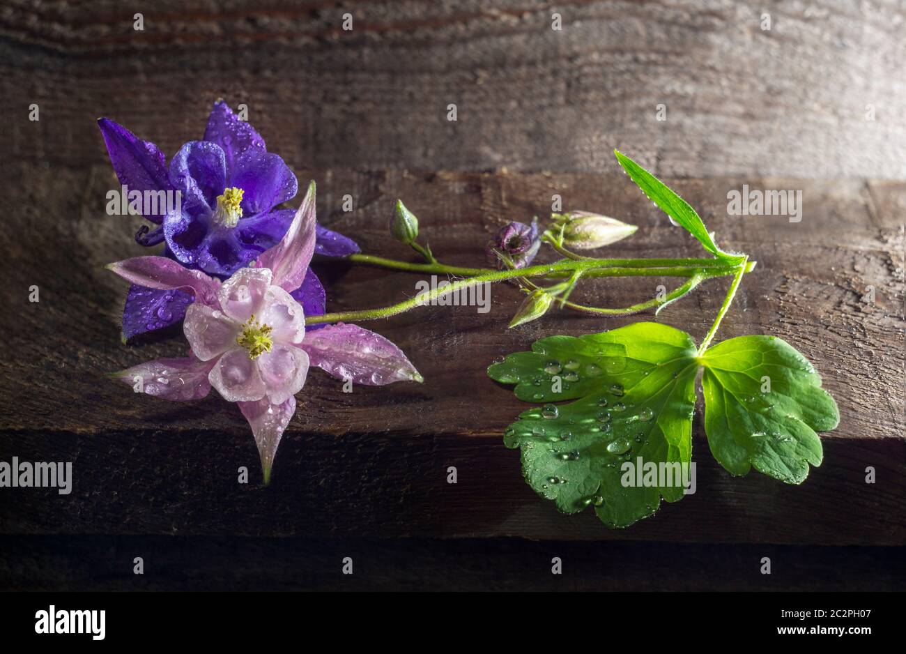 beautiful pink Aquilegia flowers lie in water drops on a wooden Board. Aquilégia vulgáris of the Buttercup family closeup Stock Photo