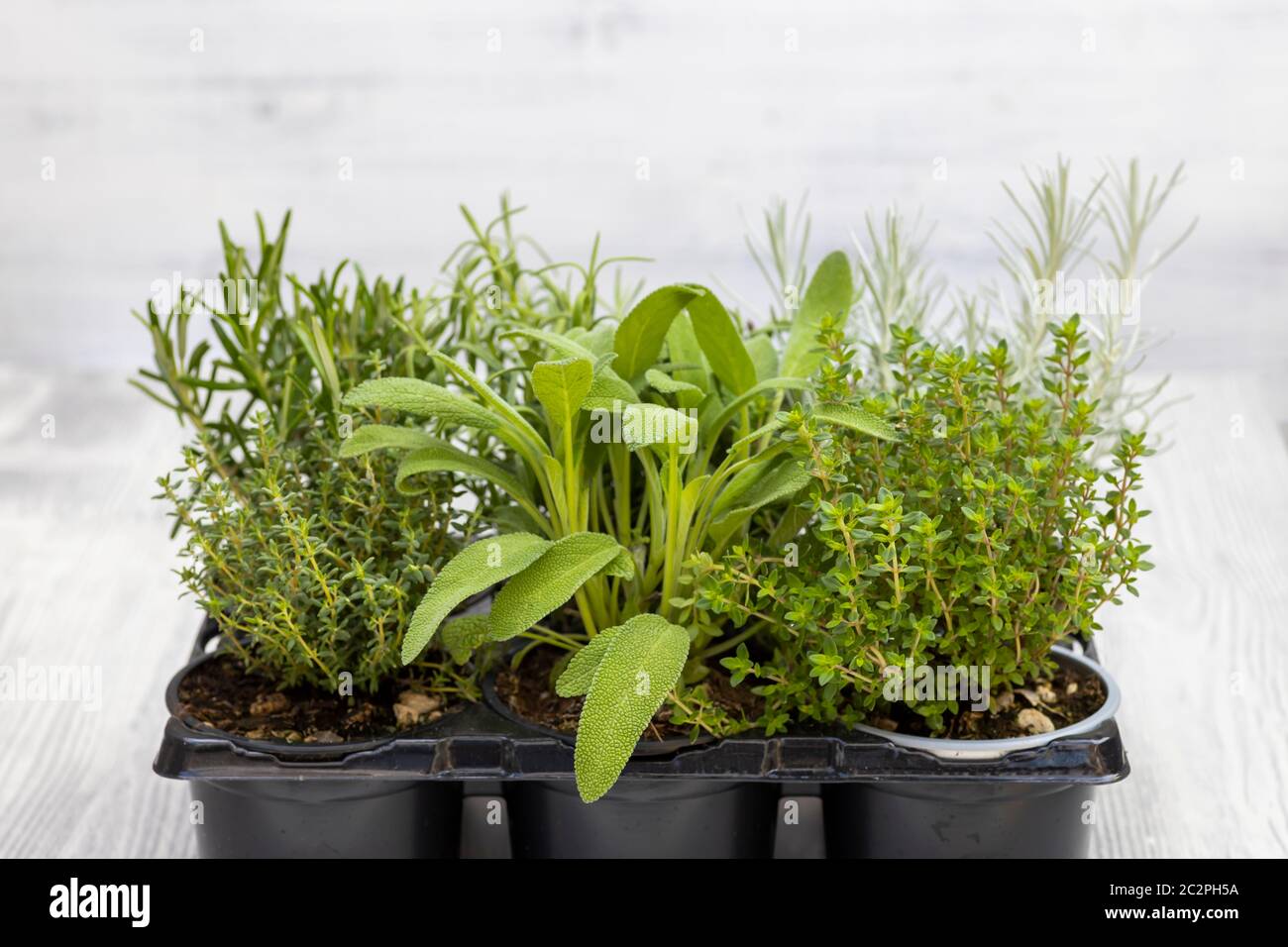 mix of herbs in a pot rosemary, thyme, sage, Italian smil and