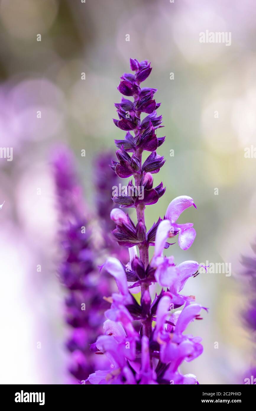 purple salvia in garden Stock Photo