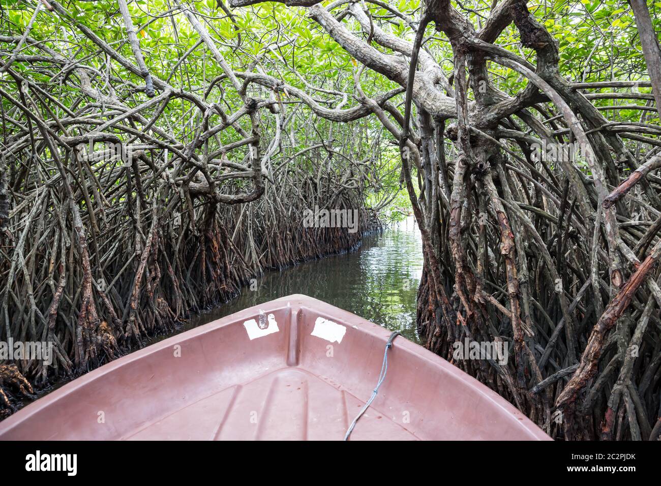 Jungle river and tropical mangroves on Ceylon, view from boat. Sri ...