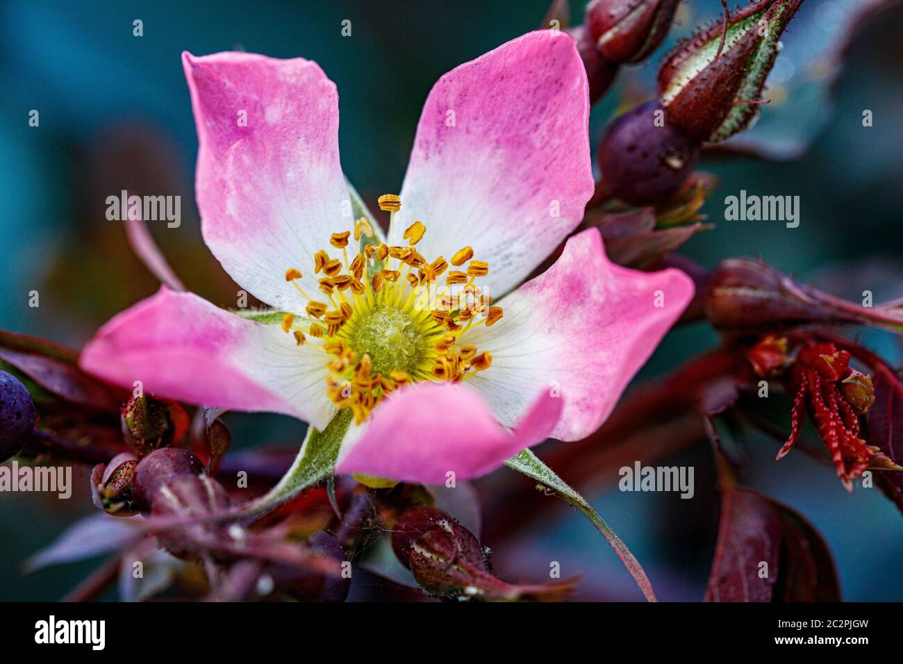 rose rosa pink flower with grey foliage Stock Photo