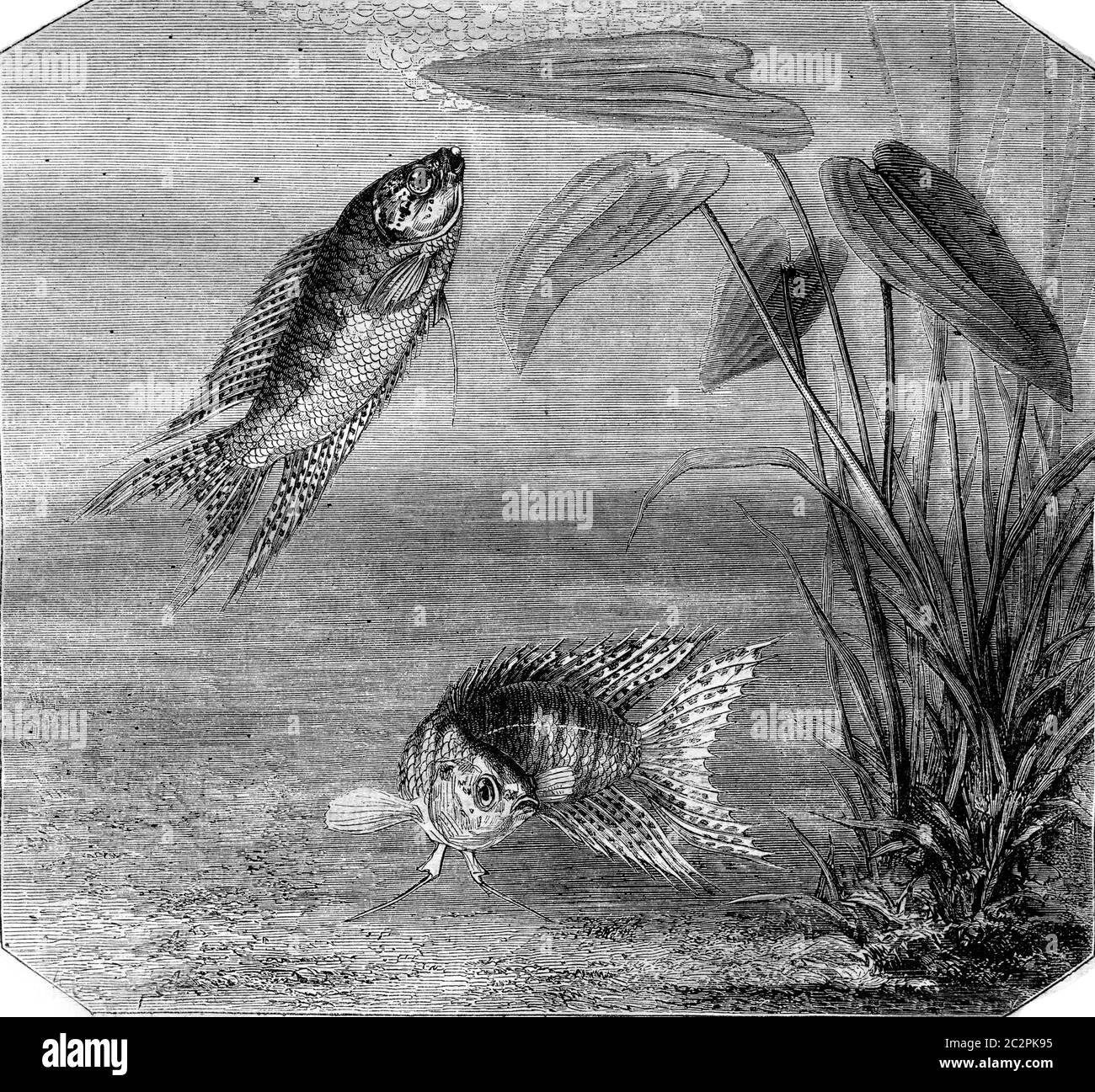 Color fish, Paradise fish, vintage engraved illustration. Magasin Pittoresque 1870. Stock Photo