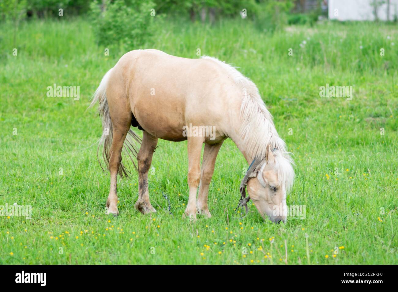 Golden horse grazes in a field on green grass Stock Photo Alamy