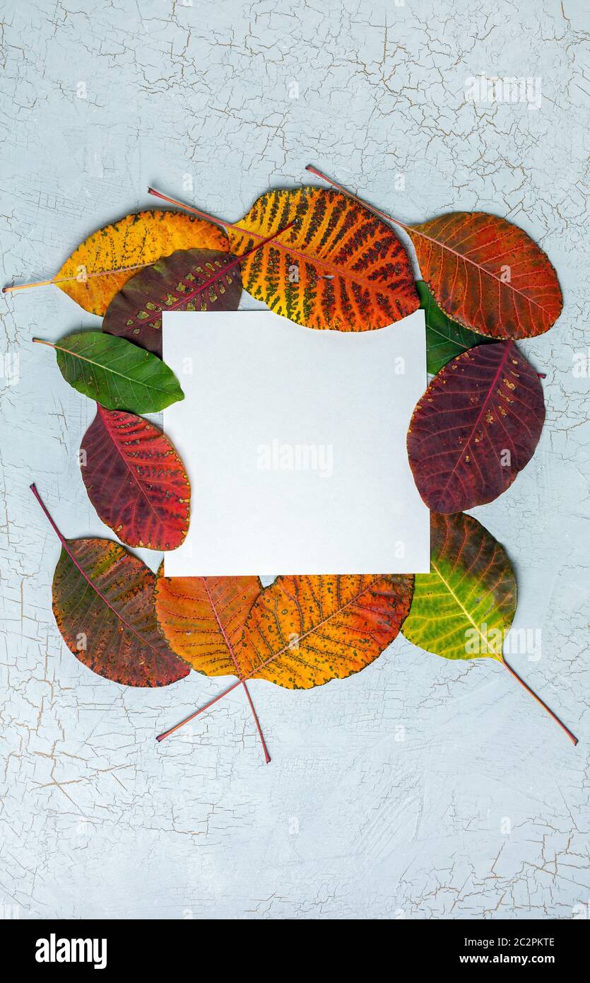 Frame of autumn leaves. Stock Photo