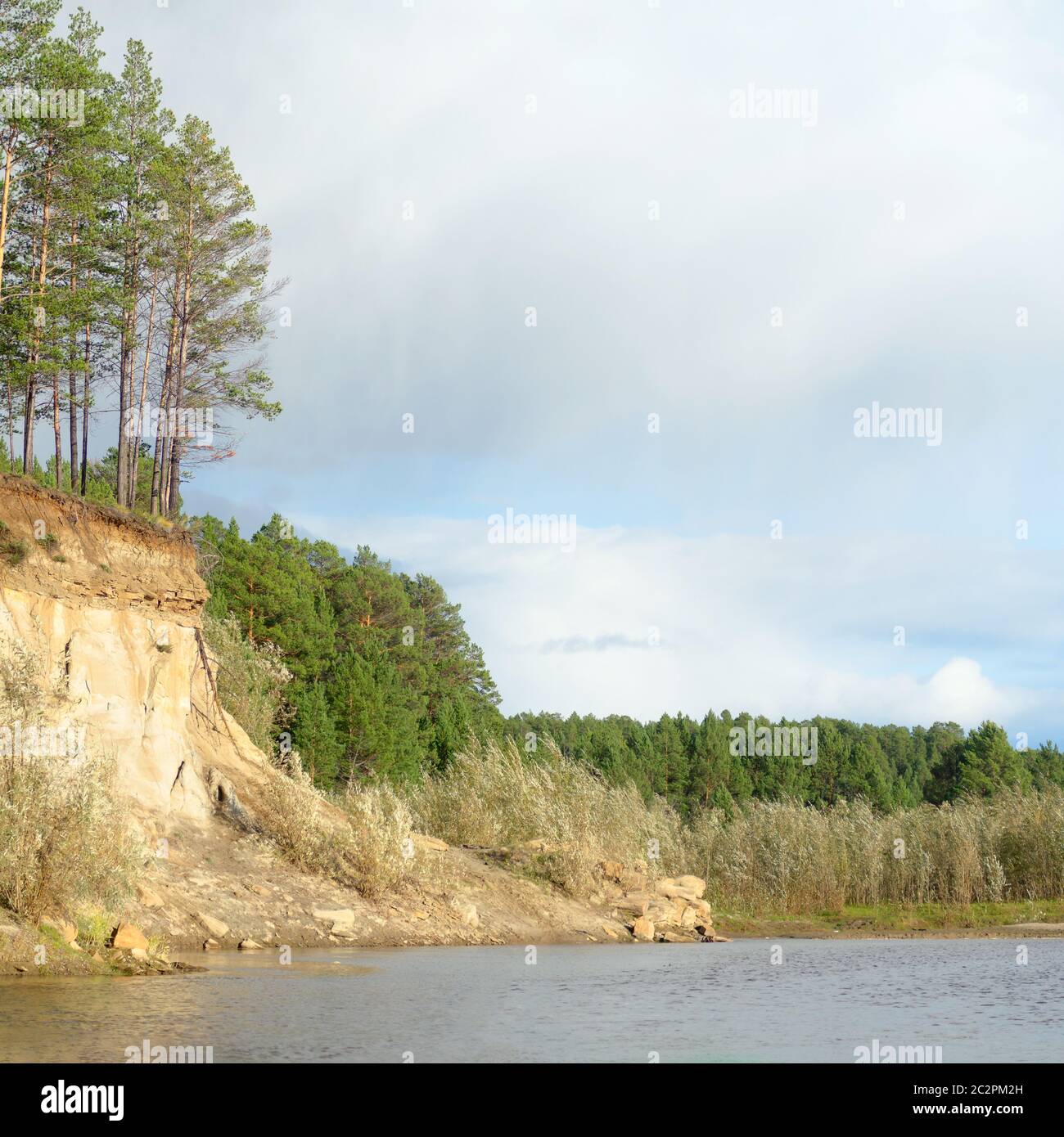 Pine forest on a cliff near the Bank of the river with erosion of clay ...