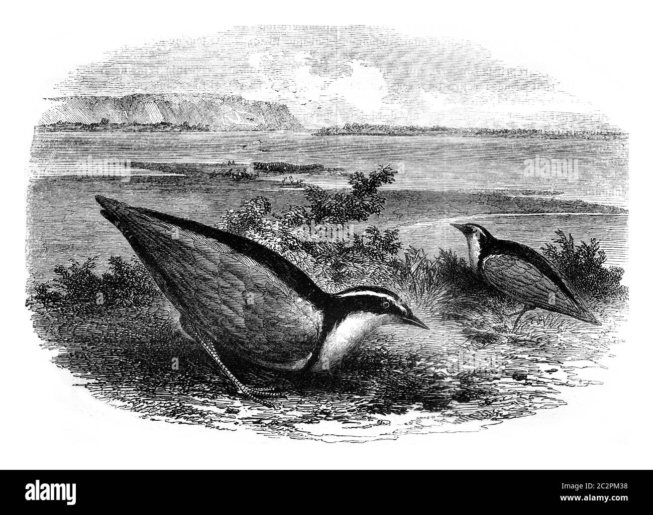 The Trochilus, Charadrius Aegyptus, vintage engraved illustration. Magasin Pittoresque 1845. Stock Photo