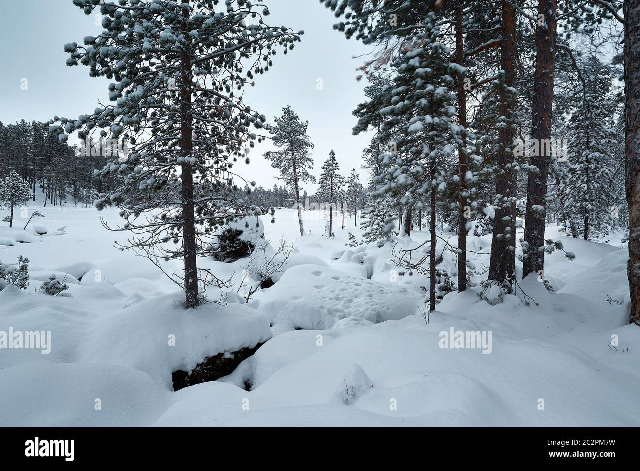 Snowy winter landscape in Northern Finland, Pielpajarvi Stock Photo - Alamy