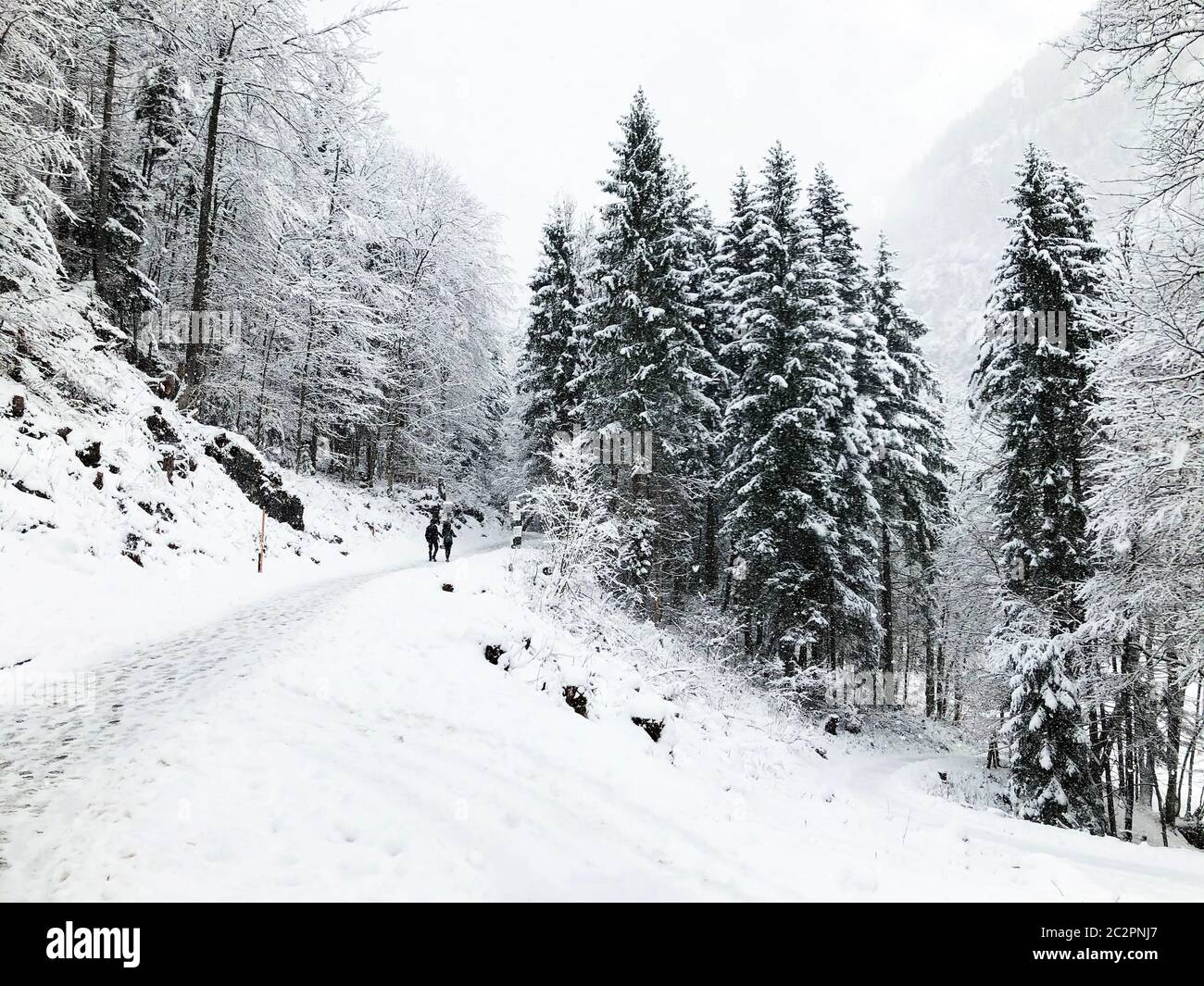 Hallstatt trekking Winter snowing in the mountain landscape and the pine forest vertical in upland valley leads to the old salt mine of Hallstatt, Aus Stock Photo