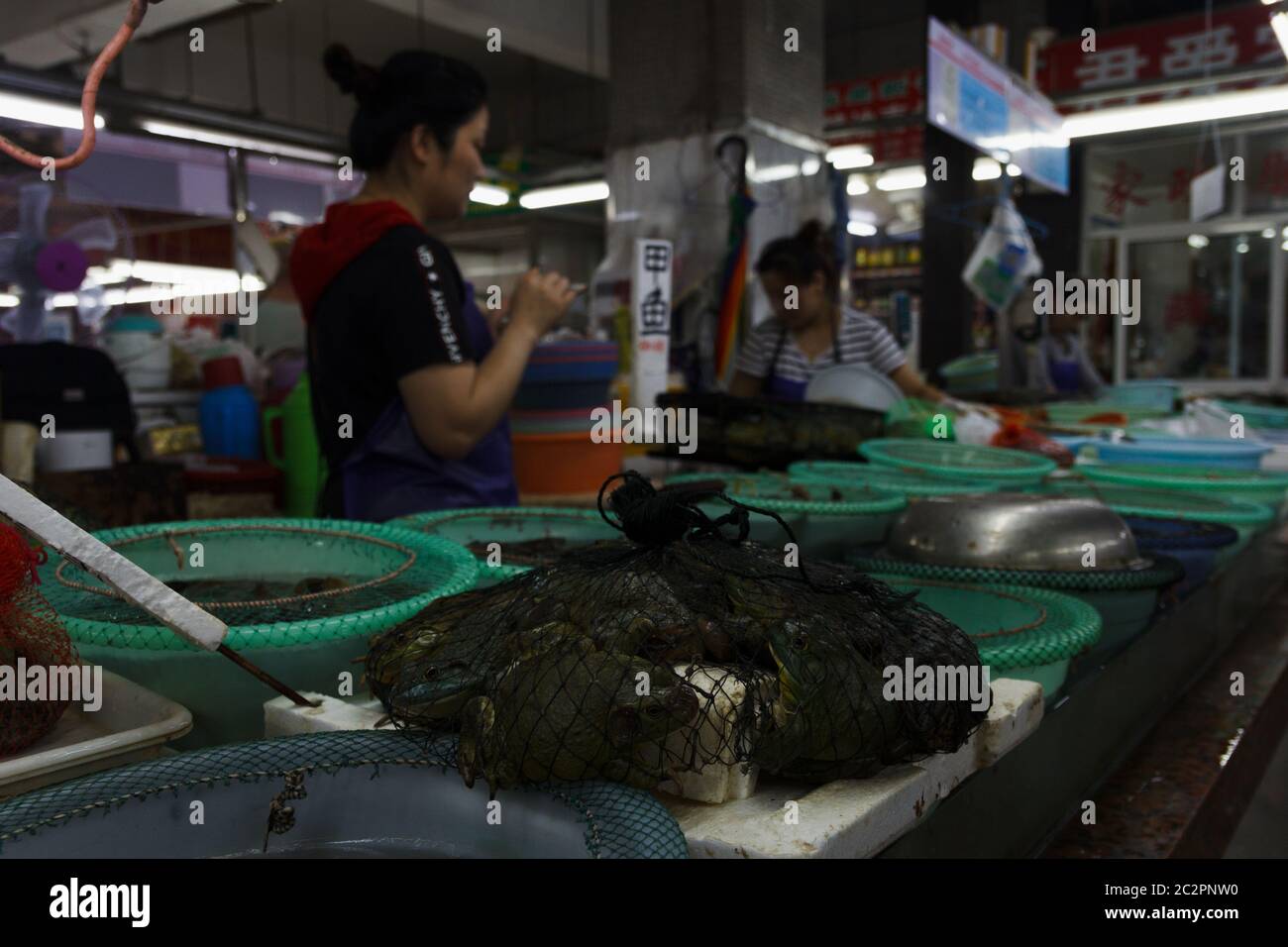 Living animals, fish, frogs sales at local Shanghai market Stock Photo