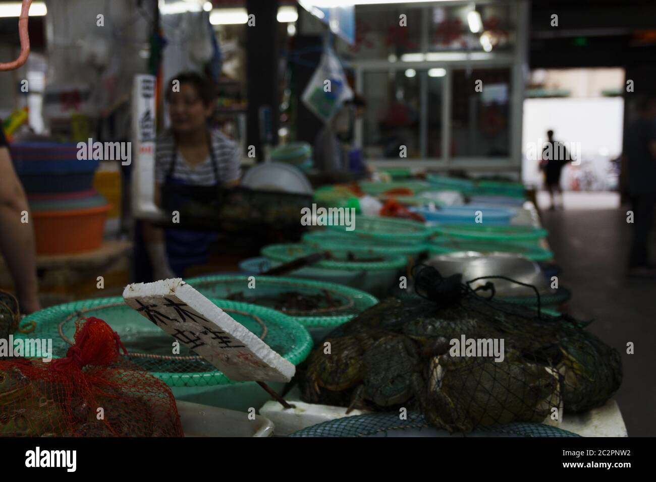 Living animals, fish, frogs sales at local Shanghai market Stock Photo