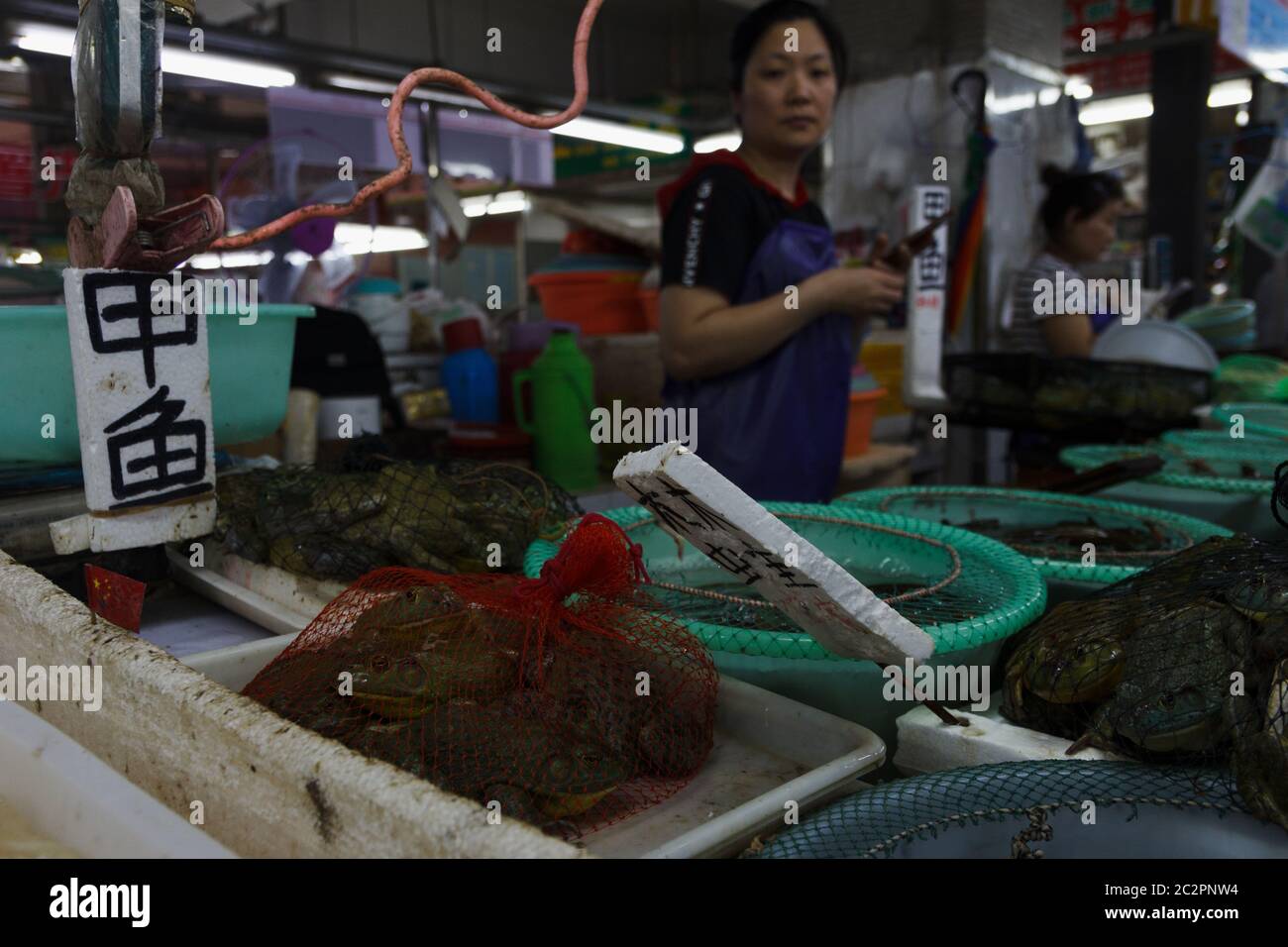 Living animals, fish, frogs sales at local Shanghai market Stock Photo