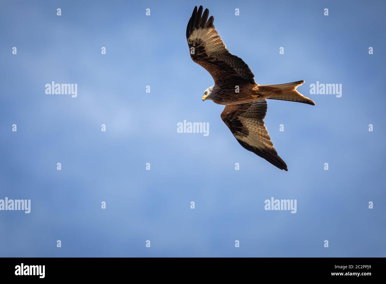 Red kite (Milvus milvus) in flight against blue sky Stock Photo