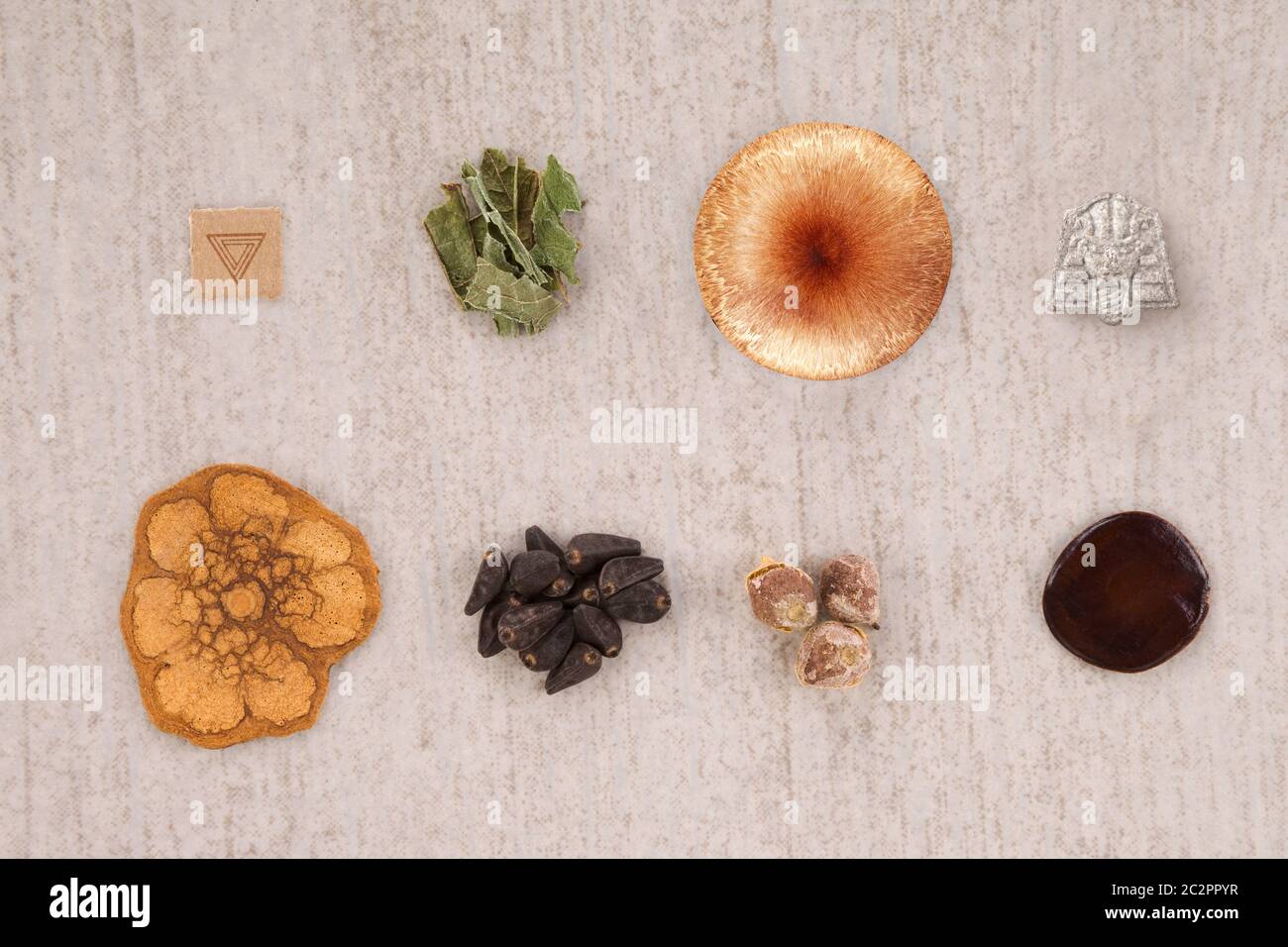Morning glory seeds hi-res stock photography and images - Alamy