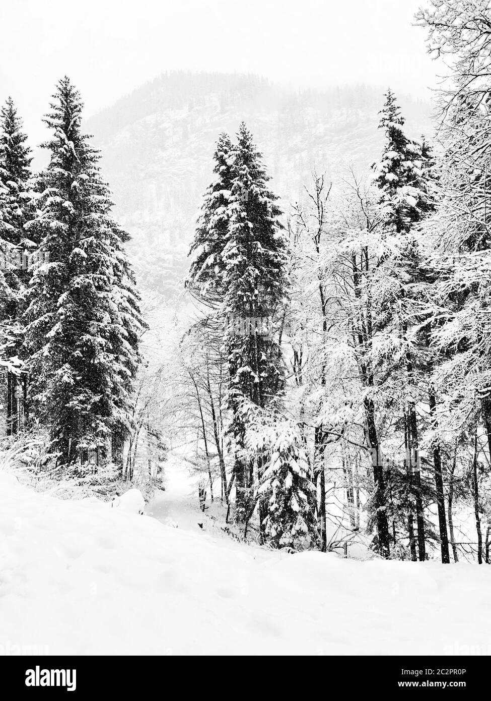 Monochrome Hallstatt trekking Winter snowing in the mountain landscape and the pine forest vertical in upland valley leads to the old salt mine of Hal Stock Photo