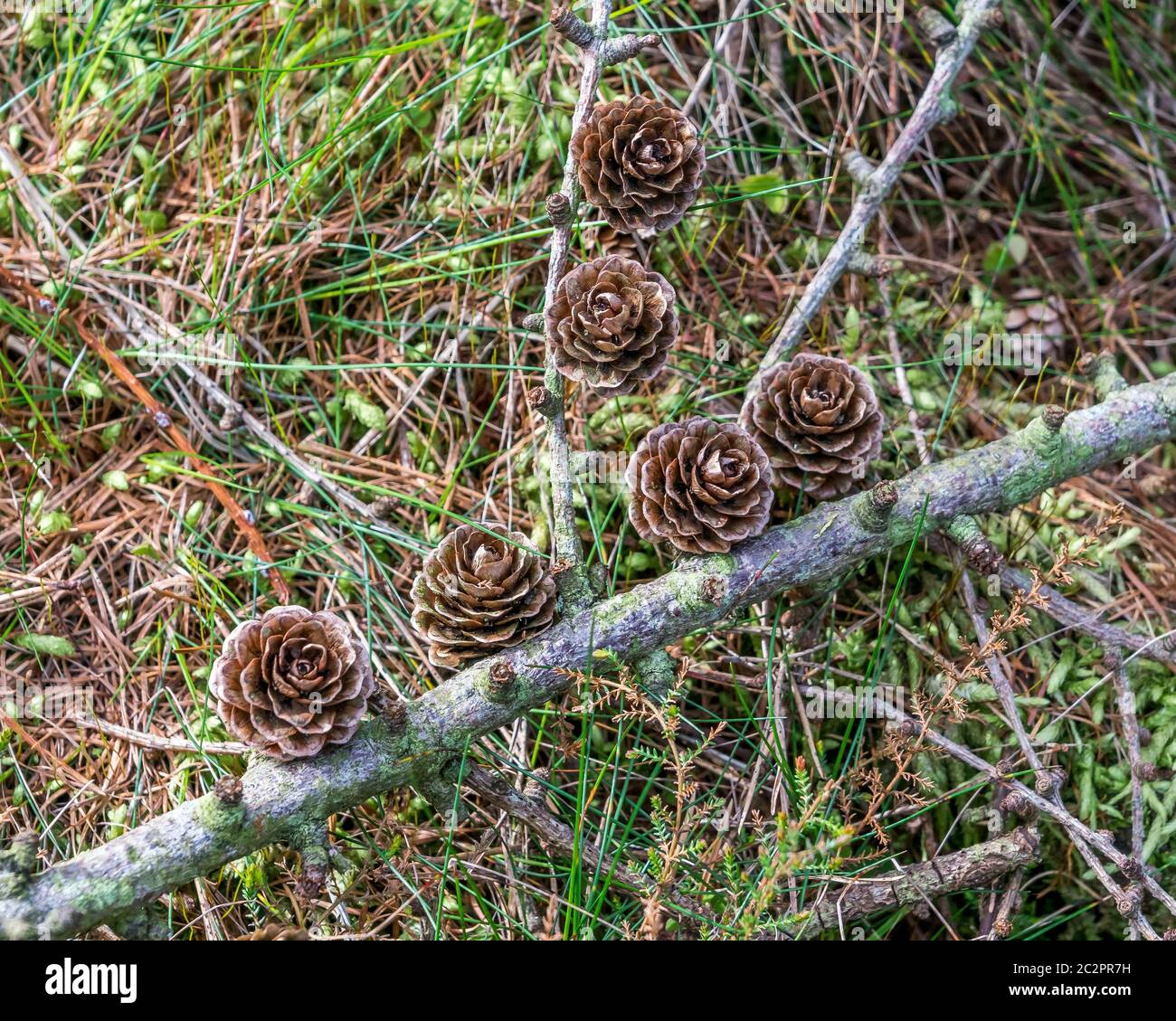 Hybrid larch cones fallen from the tree. Stock Photo