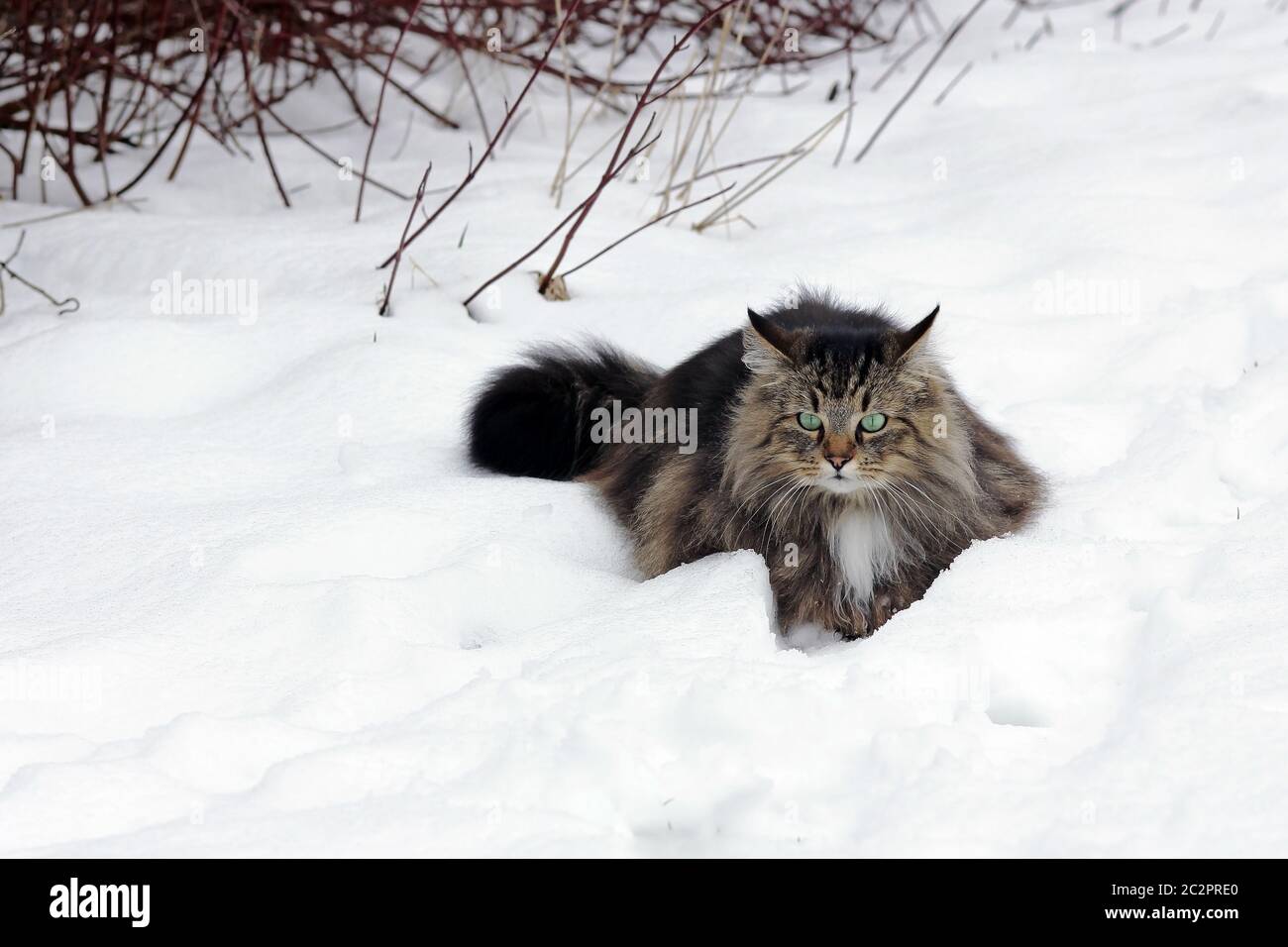 A pretty young brown-black Norwegian Forest Cat in winter in the snow Stock Photo