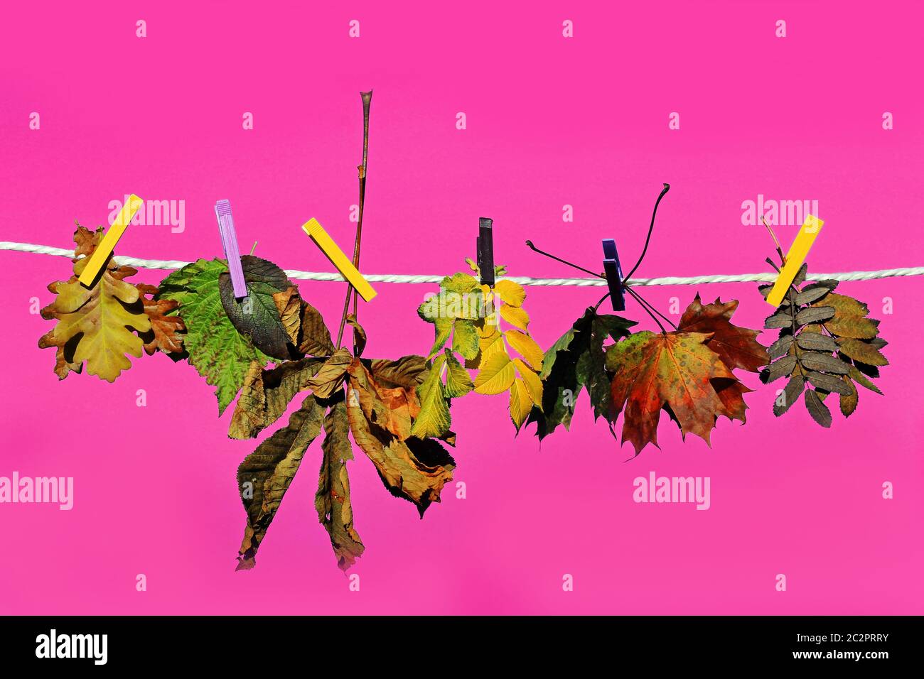 Colourful autumn leaves on a clothesline against a pink background Stock Photo